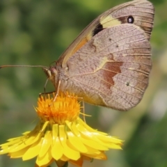 Heteronympha merope at Kambah, ACT - 28 Nov 2022