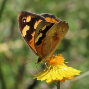 Heteronympha merope at Kambah, ACT - 28 Nov 2022 02:17 PM