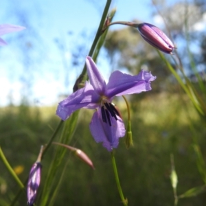 Arthropodium fimbriatum at Kambah, ACT - 28 Nov 2022 02:39 PM