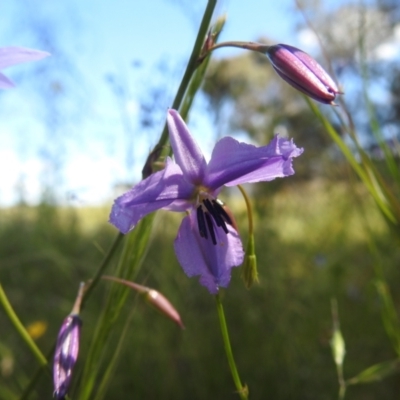 Arthropodium fimbriatum (Nodding Chocolate Lily) at Lions Youth Haven - Westwood Farm A.C.T. - 28 Nov 2022 by HelenCross