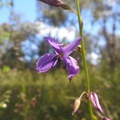 Arthropodium fimbriatum at Kambah, ACT - 28 Nov 2022 02:39 PM