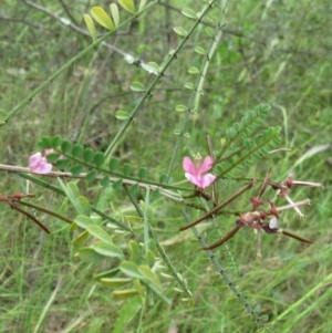 Indigofera adesmiifolia at Hawker, ACT - 27 Nov 2022 02:49 PM