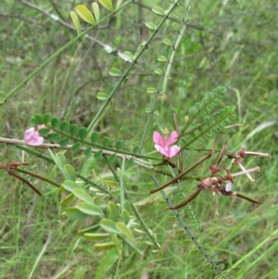 Indigofera adesmiifolia (Tick Indigo) at The Pinnacle - 27 Nov 2022 by sangio7