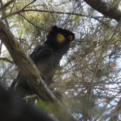 Zanda funerea (Yellow-tailed Black-Cockatoo) at Lions Youth Haven - Westwood Farm A.C.T. - 28 Nov 2022 by HelenCross