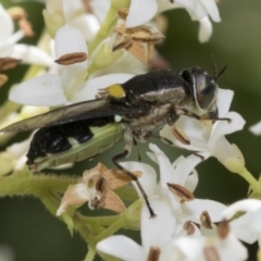 Odontomyia hunteri at Higgins, ACT - 28 Nov 2022 11:53 AM