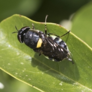 Odontomyia hunteri at Higgins, ACT - 28 Nov 2022 11:53 AM