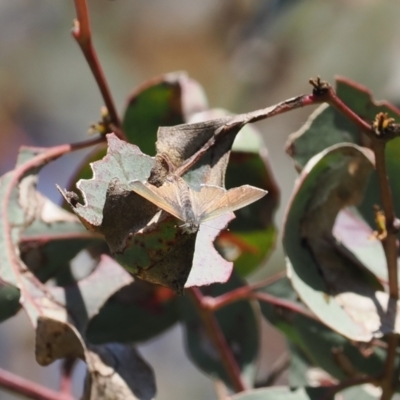 Acrodipsas myrmecophila (Small Ant-blue Butterfly) by RAllen