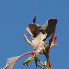 Acrodipsas myrmecophila at suppressed - suppressed