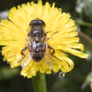 Eristalis tenax at Higgins, ACT - 28 Nov 2022 11:55 AM