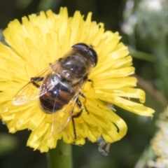 Eristalis tenax at Higgins, ACT - 28 Nov 2022 11:55 AM