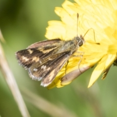 Taractrocera papyria at Higgins, ACT - 28 Nov 2022