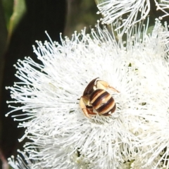 Lasioglossum (Chilalictus) bicingulatum (Halictid Bee) at Kambah, ACT - 28 Nov 2022 by HelenCross