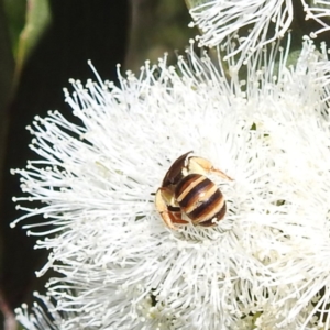 Lasioglossum (Chilalictus) bicingulatum at Kambah, ACT - 28 Nov 2022 03:33 PM