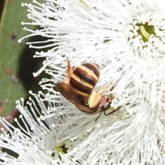 Lasioglossum (Chilalictus) bicingulatum at Kambah, ACT - 28 Nov 2022