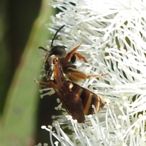 Lasioglossum (Chilalictus) bicingulatum at Kambah, ACT - 28 Nov 2022 03:33 PM