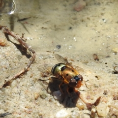 Austalis pulchella (Hover fly) at Paddys River, ACT - 28 Nov 2022 by HelenCross