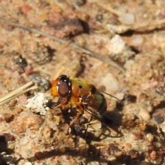 Austalis pulchella at Paddys River, ACT - 28 Nov 2022 03:17 PM