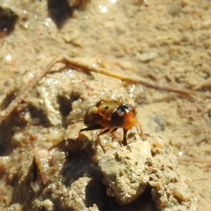 Austalis pulchella at Paddys River, ACT - 28 Nov 2022 03:17 PM