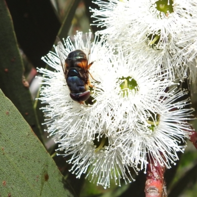 Austalis copiosa (Hover fly) at Lions Youth Haven - Westwood Farm A.C.T. - 28 Nov 2022 by HelenCross