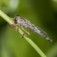 Cerdistus sp. (genus) (Yellow Slender Robber Fly) at Higgins, ACT - 27 Nov 2022 by AlisonMilton
