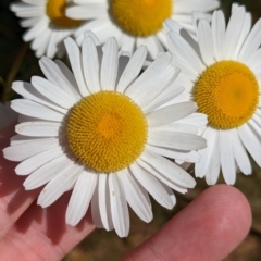 Brachyscome diversifolia var. diversifolia by Darcy