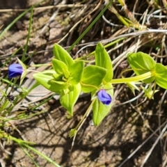 Lysimachia loeflingii (Blue Pimpernel) at Isaacs Ridge and Nearby - 28 Nov 2022 by Mike