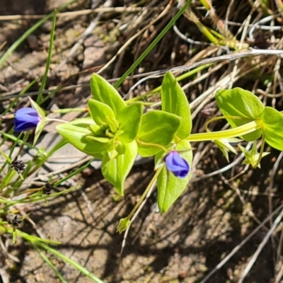 Lysimachia loeflingii (Blue Pimpernel) at O'Malley, ACT - 28 Nov 2022 by Mike