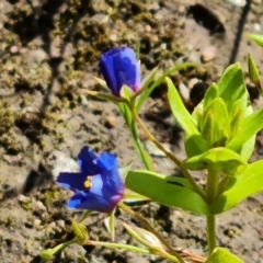 Lysimachia loeflingii at Isaacs Ridge - 28 Nov 2022