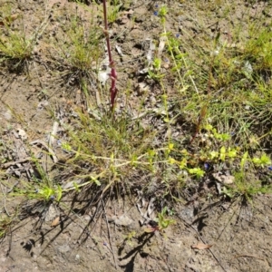 Lysimachia loeflingii at Isaacs Ridge - 28 Nov 2022