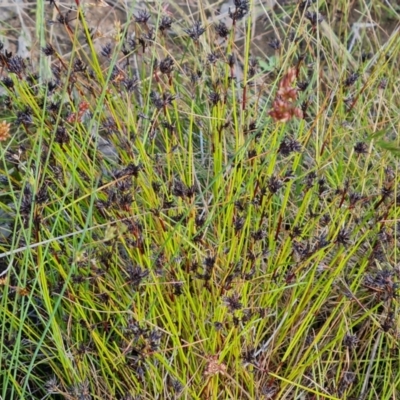 Schoenus apogon (Common Bog Sedge) at Isaacs Ridge and Nearby - 28 Nov 2022 by Mike