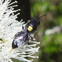 Hylaeus sp. (genus) (A masked bee) at Lions Youth Haven - Westwood Farm A.C.T. - 28 Nov 2022 by HelenCross