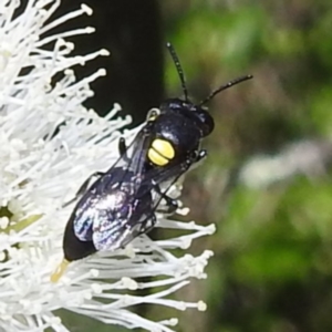 Hylaeus sp. (genus) at Kambah, ACT - 28 Nov 2022 03:37 PM