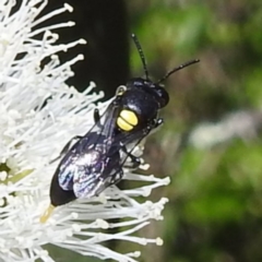 Hylaeus sp. (genus) (A masked bee) at Kambah, ACT - 28 Nov 2022 by HelenCross