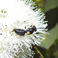 Hylaeus sp. (genus) at Kambah, ACT - 28 Nov 2022 03:37 PM