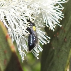 Hylaeus sp. (genus) at Kambah, ACT - 28 Nov 2022 03:37 PM