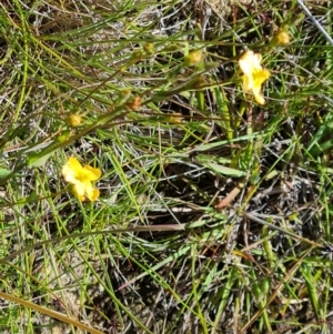 Hypericum gramineum at O'Malley, ACT - 28 Nov 2022