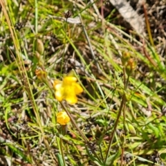 Hypericum gramineum at O'Malley, ACT - 28 Nov 2022 03:14 PM