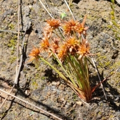 Juncus capitatus (Dwarf Rush) at Isaacs Ridge - 28 Nov 2022 by Mike