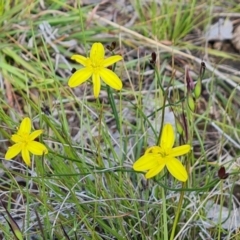 Tricoryne elatior (Yellow Rush Lily) at Isaacs Ridge and Nearby - 28 Nov 2022 by Mike