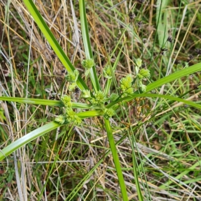 Cyperus eragrostis (Umbrella Sedge) at Isaacs Ridge and Nearby - 28 Nov 2022 by Mike