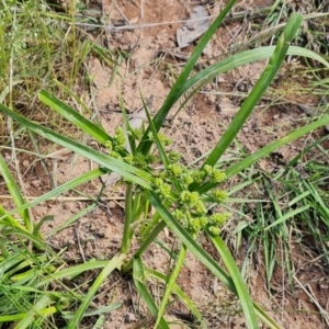 Cyperus eragrostis at O'Malley, ACT - 28 Nov 2022