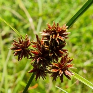 Cyperus lhotskyanus at O'Malley, ACT - 28 Nov 2022