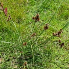 Cyperus lhotskyanus at O'Malley, ACT - 28 Nov 2022