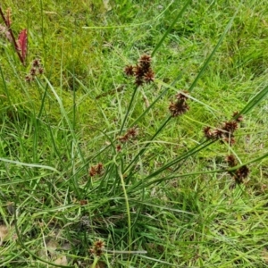 Cyperus lhotskyanus at O'Malley, ACT - 28 Nov 2022