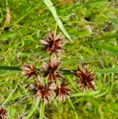 Cyperus lhotskyanus at O'Malley, ACT - 28 Nov 2022