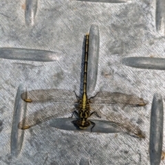 Austrogomphus guerini (Yellow-striped Hunter) at Coppabella, NSW - 28 Nov 2022 by Darcy