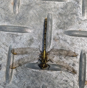 Austrogomphus guerini at Coppabella, NSW - suppressed