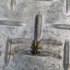 Unidentified Dragonfly (Anisoptera) (TBC) at Coppabella, NSW - 28 Nov 2022 by Darcy