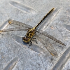 Austrogomphus guerini at Coppabella, NSW - suppressed