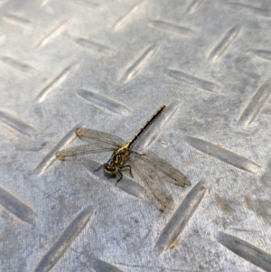 Austrogomphus guerini at Coppabella, NSW - suppressed